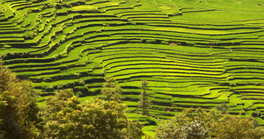 Tee aus Nepal